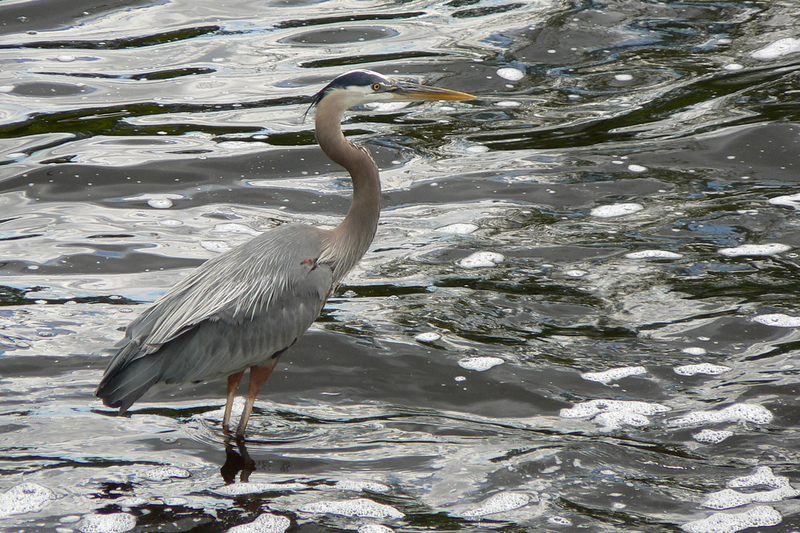 A blue heron stands in water