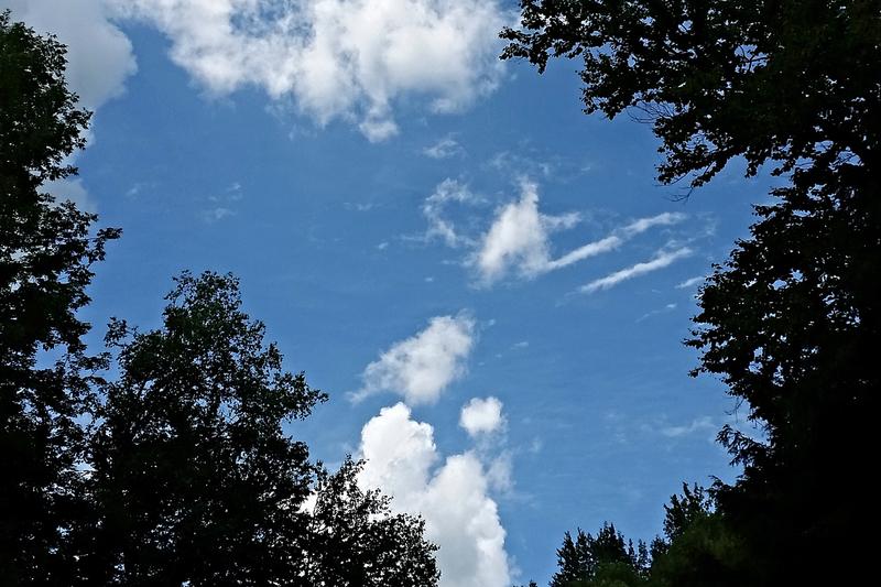 Blue sky seen between trees