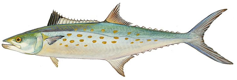 Image of a Spanish Mackerel