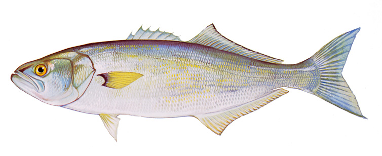 Image of a Bluefish