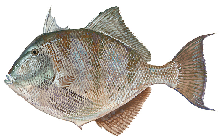 Image of a Gray Triggerfish