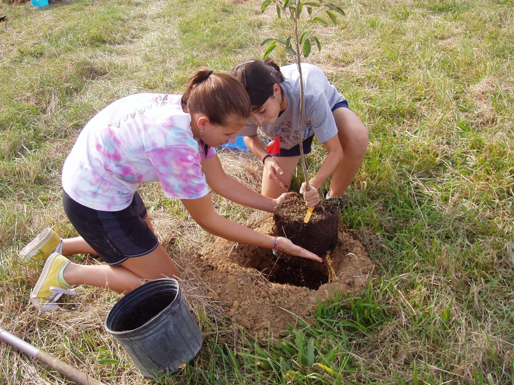 Two people planting a young tree on a sunny day.