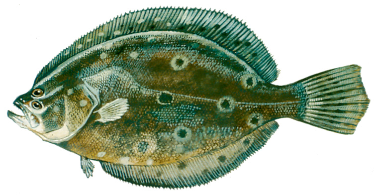 Illustration of a summer flounder.