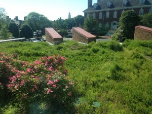 Dover Library Green Roof