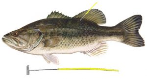 Largemouth Bass, with a Tag