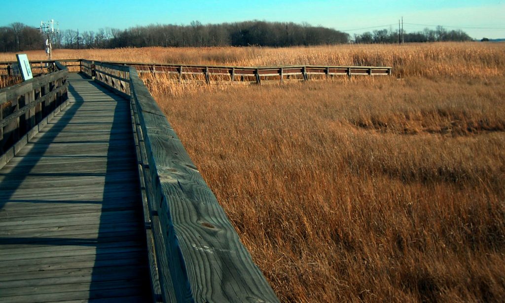 A wooden boardwalk extends out through a tidal marsh that has browned for the season. 