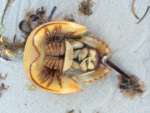 Overturned Horseshoe Crab