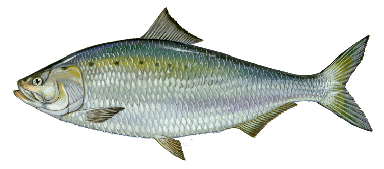 A fish that is bluish-green along the top of its body, with silvery sides and a few spots.