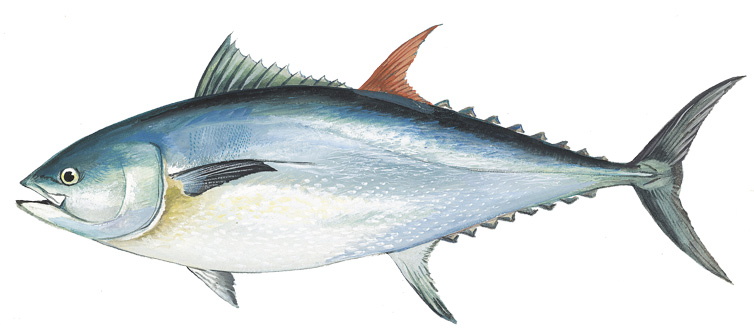 image of an Atlantic bluefin tuna.