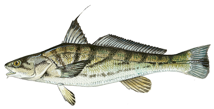Image of a Northern Kingfish