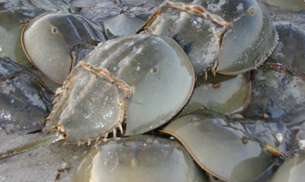 A group of hard-shelled large horseshoe crabs piled up one on another.