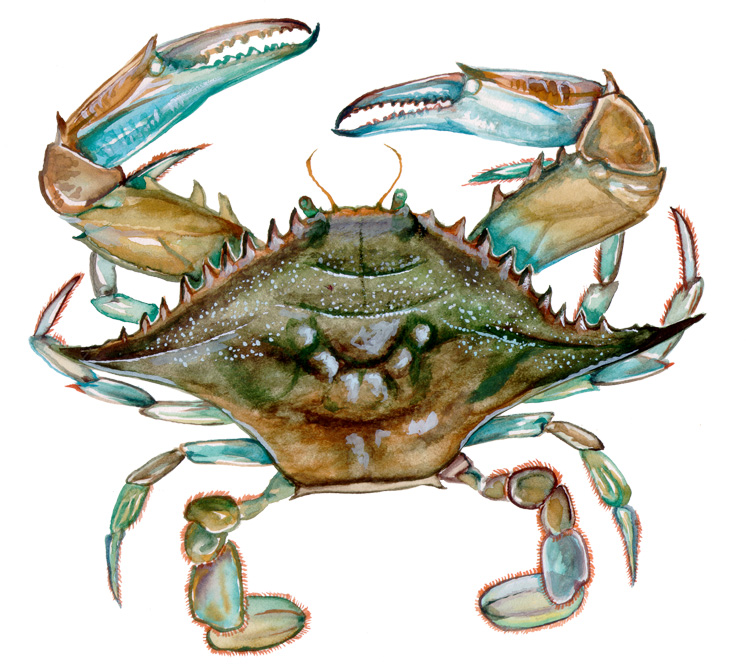 A crab with blue claws and an olive-green carapace.