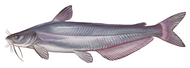 Image of a Blue catfish