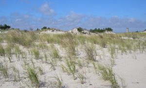 Beachgrass added to a dune