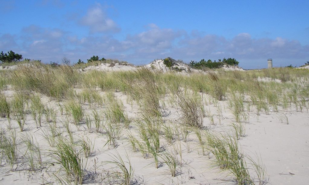A view of a sand dune with planted beach grass.