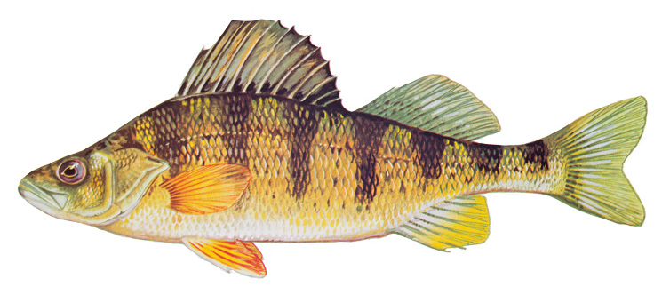 Image of a Yellow Perch.