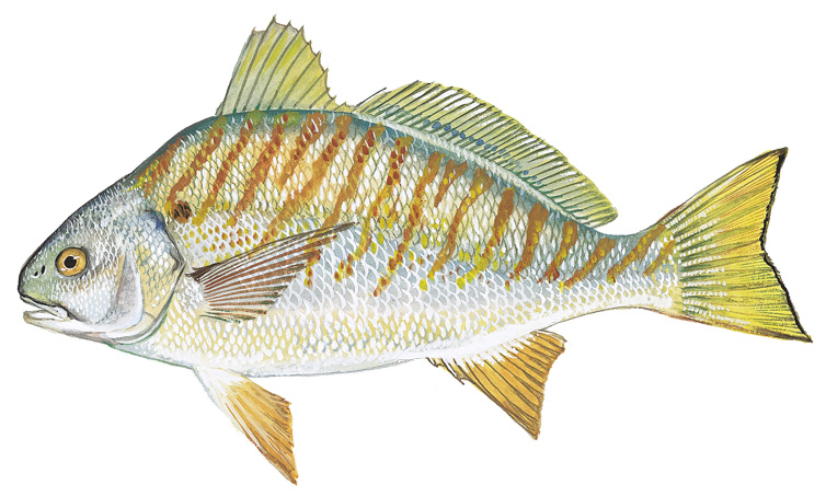Image of a Spot, a finfish with a silver color and yellowish strips.