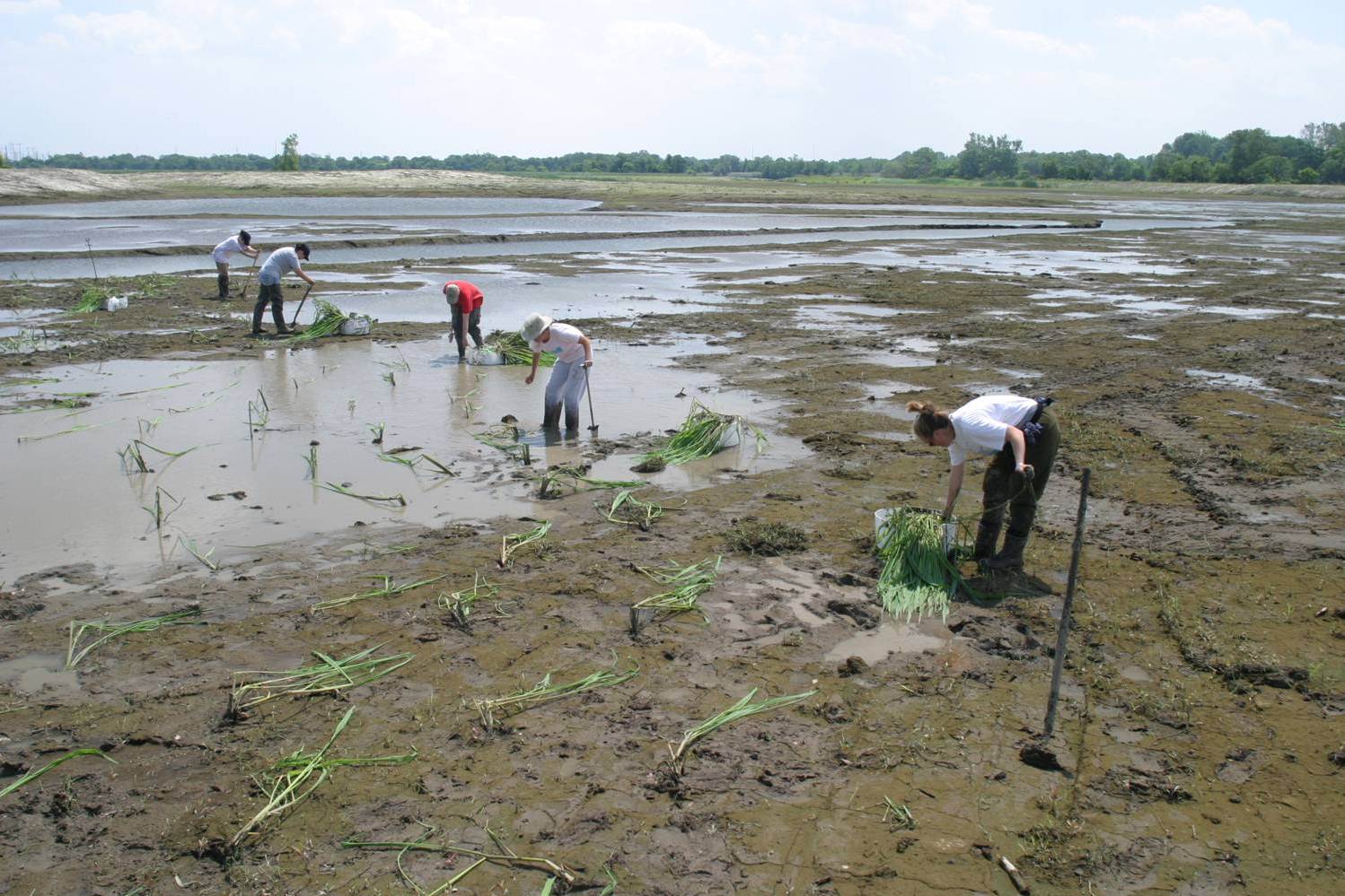A crew of workers adds plants ro a wetland area