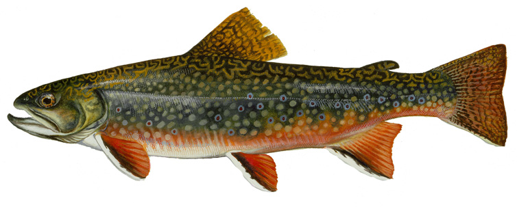 Painting of a Brook Trout