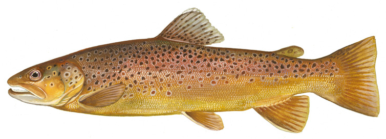 A painting of a Brown Trout