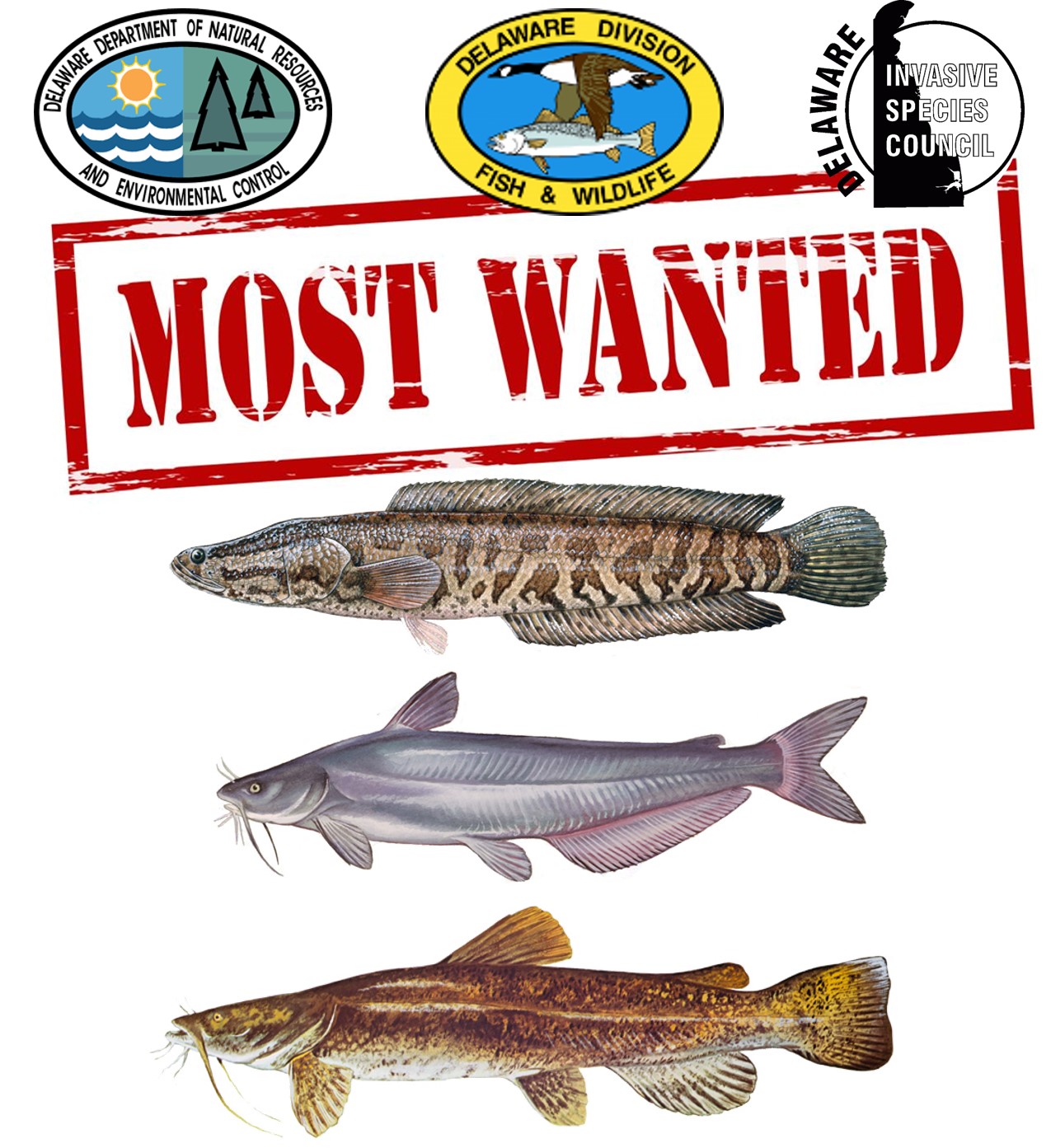 Most Wanted: Invasive Aquatic Species