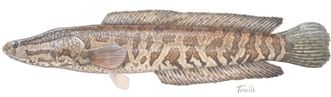 A long, thin fish -- a snakehead -- with a mottled skin.