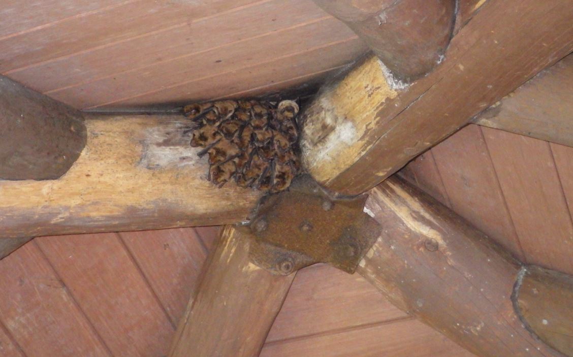 A group of bats huddle in a corner of a wooden roof.