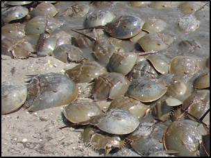 Horseshoe Crabs on a Beach