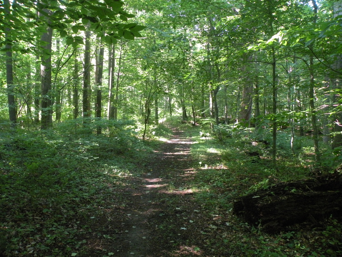 Photo of a shaded woodland