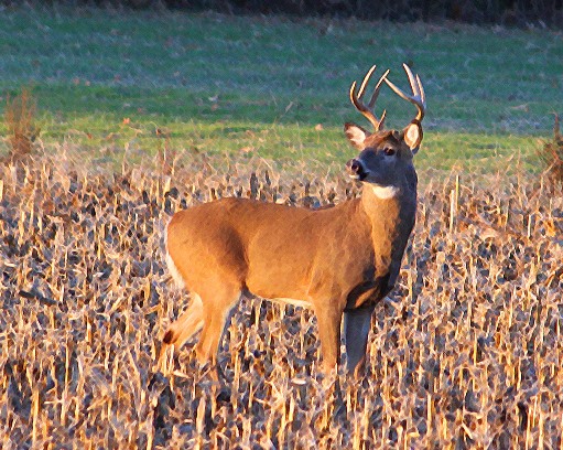 Buck in a field