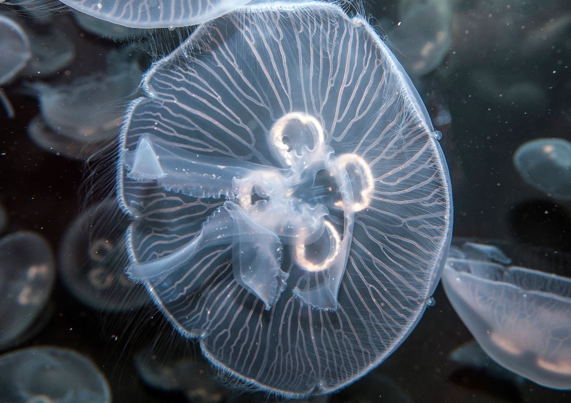 A moon jellyfish