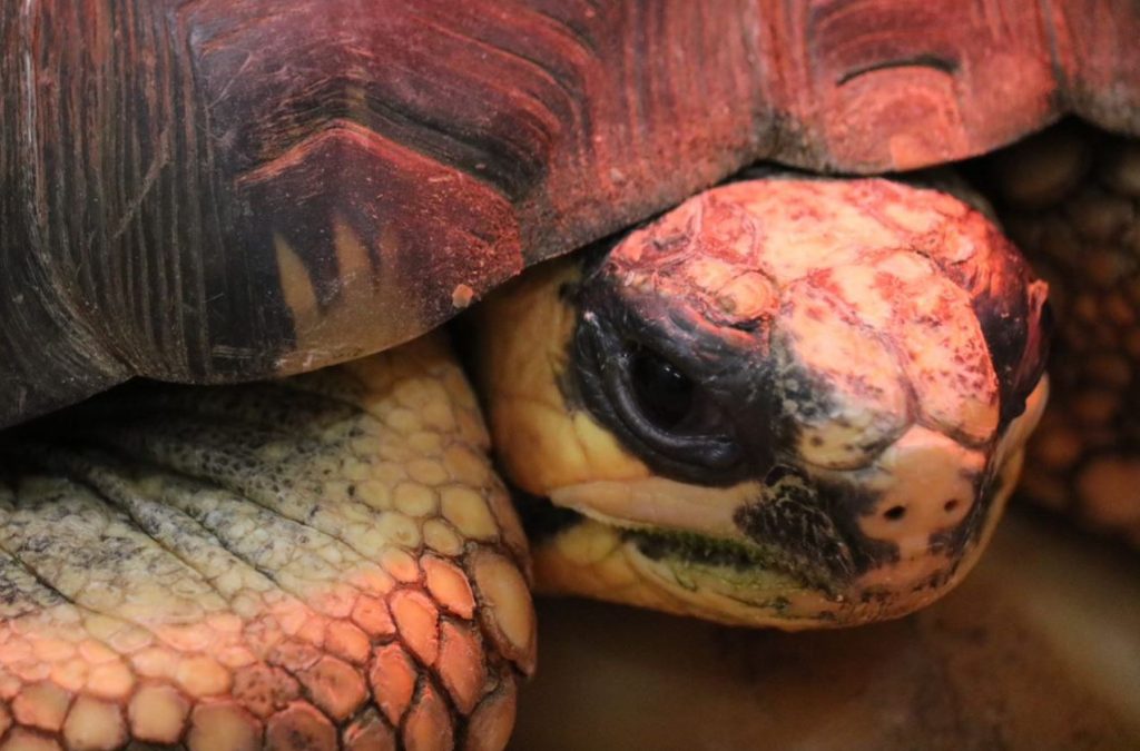 Close-up of a Tortoise