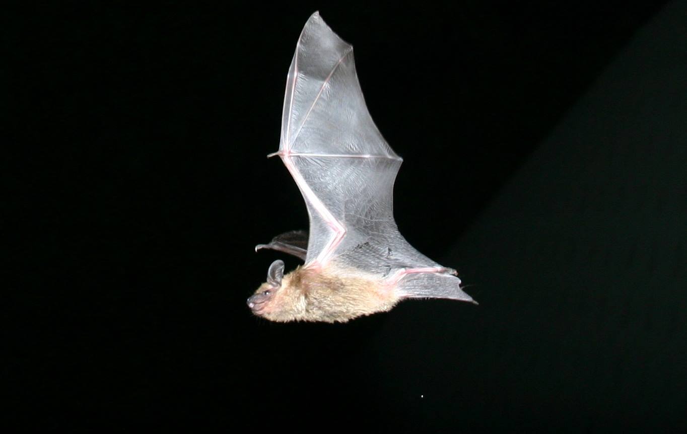 A big brown bat flies through the night sky.