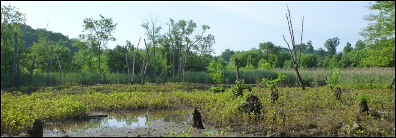 Wetland landscape with partially open water in the foreground marsh plants in the middle distance and wooded uplands in the background.