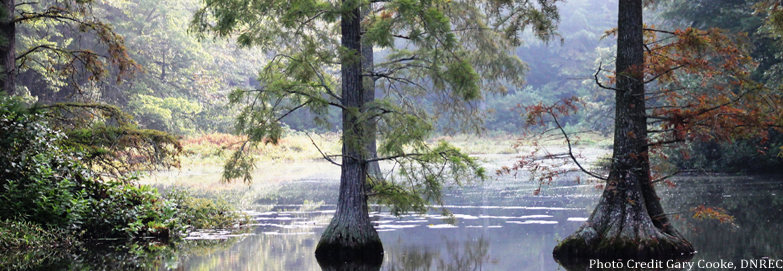 Photo of bald cypress trees standing in open water with sun shining on a marsh area in the background.