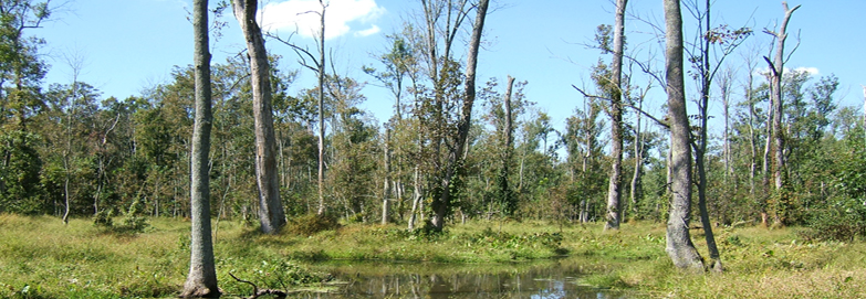 Photo of a partially open-water wetland area with scattered trees.