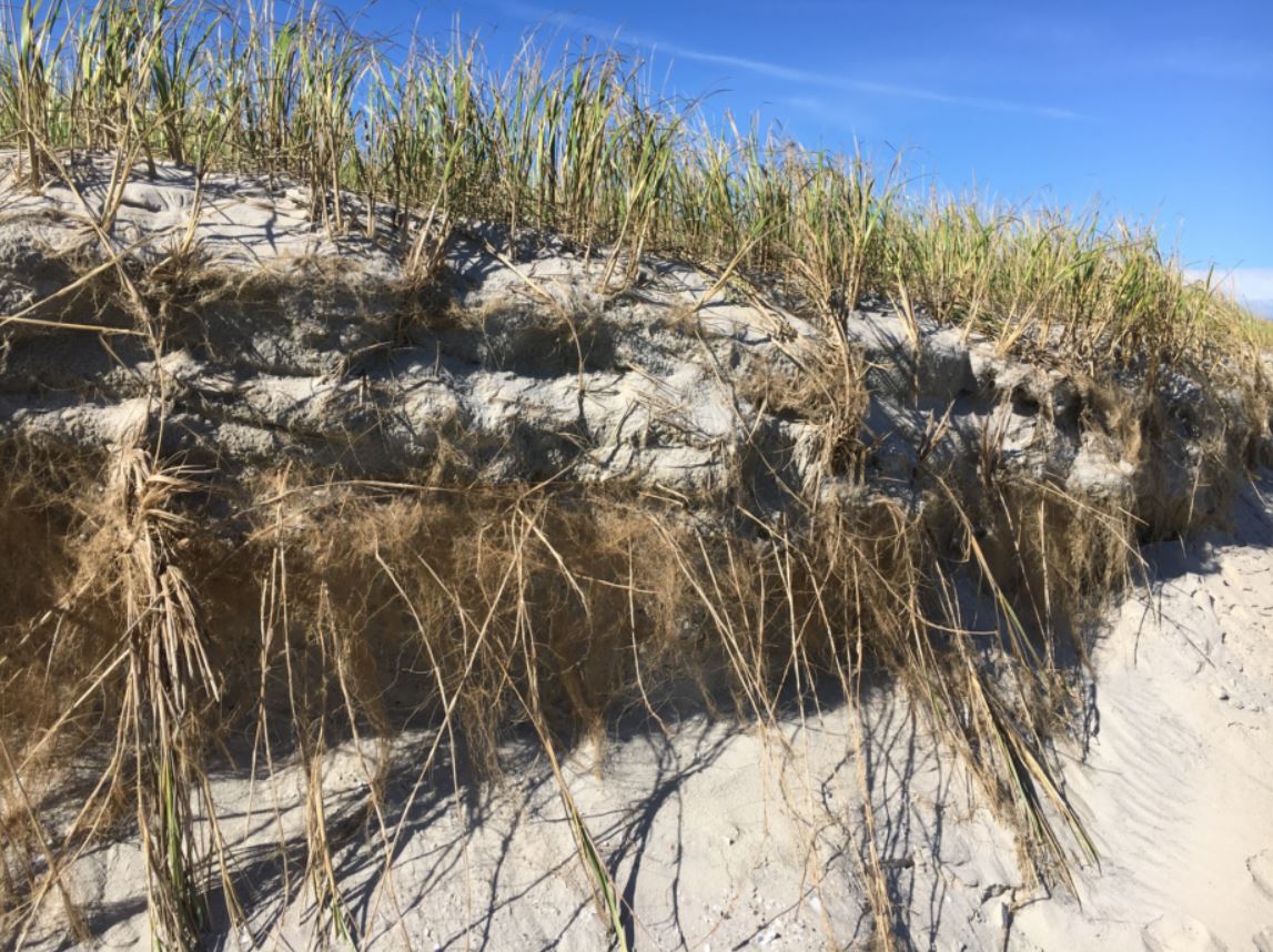 Beach Grass Roots