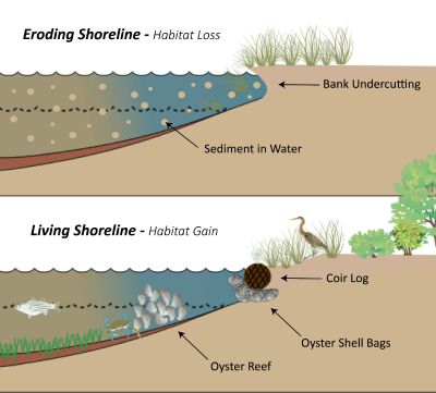 Graphic comparing an eroding shoreline to a shoreline protected by "living shoreline" techniques. 