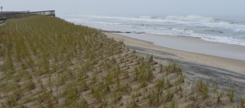 View of an ocean-front sand dune, partially eroded by a coastal storm, but partly held in place by rows of planted beach grass.