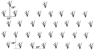 Schematic of how to plant beach grass stems in alternating, evenly spaced rows.