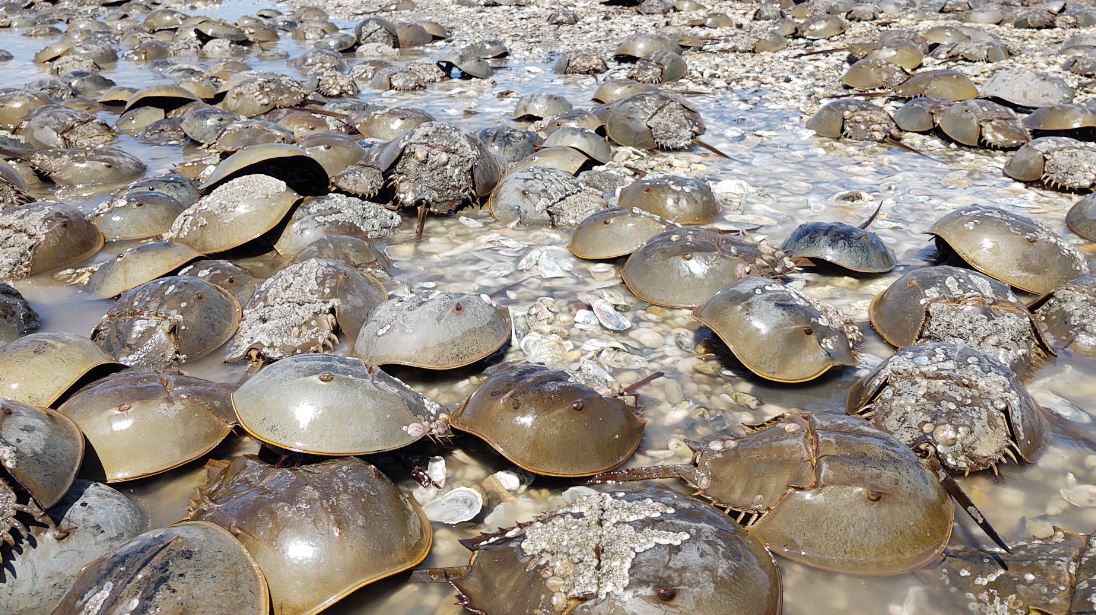 Horseshoe crabs pile up on a beach