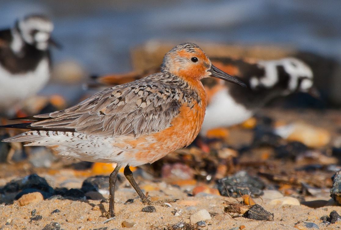 Photo of a red knot