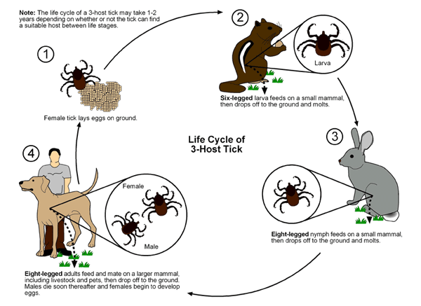 Three-host tick life-cycle