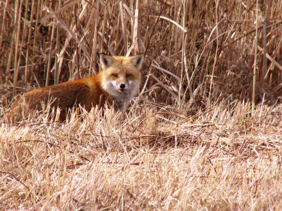 A fox seen at the edge of a field.