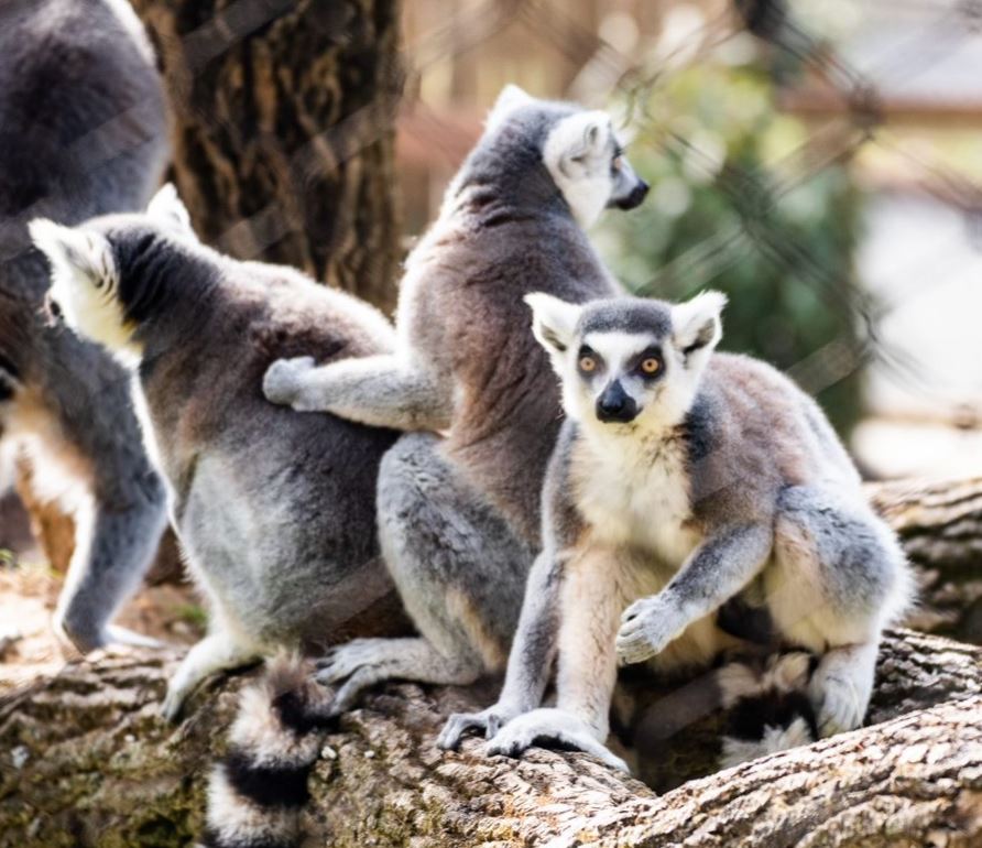 A group of Lemur
