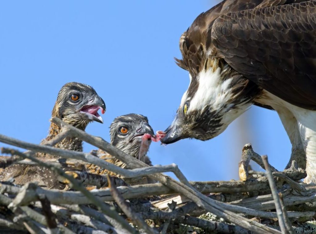 Osprey Parenting