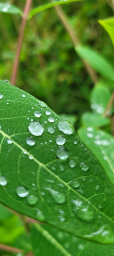 Photo of rain drops on a green leaf