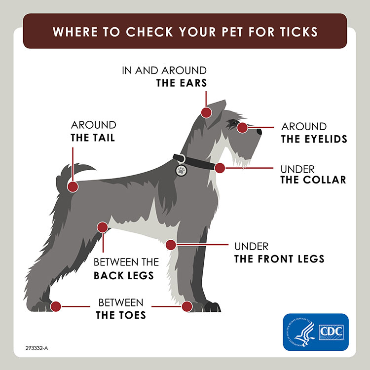 A graphic showing where to check your pet for ticks.