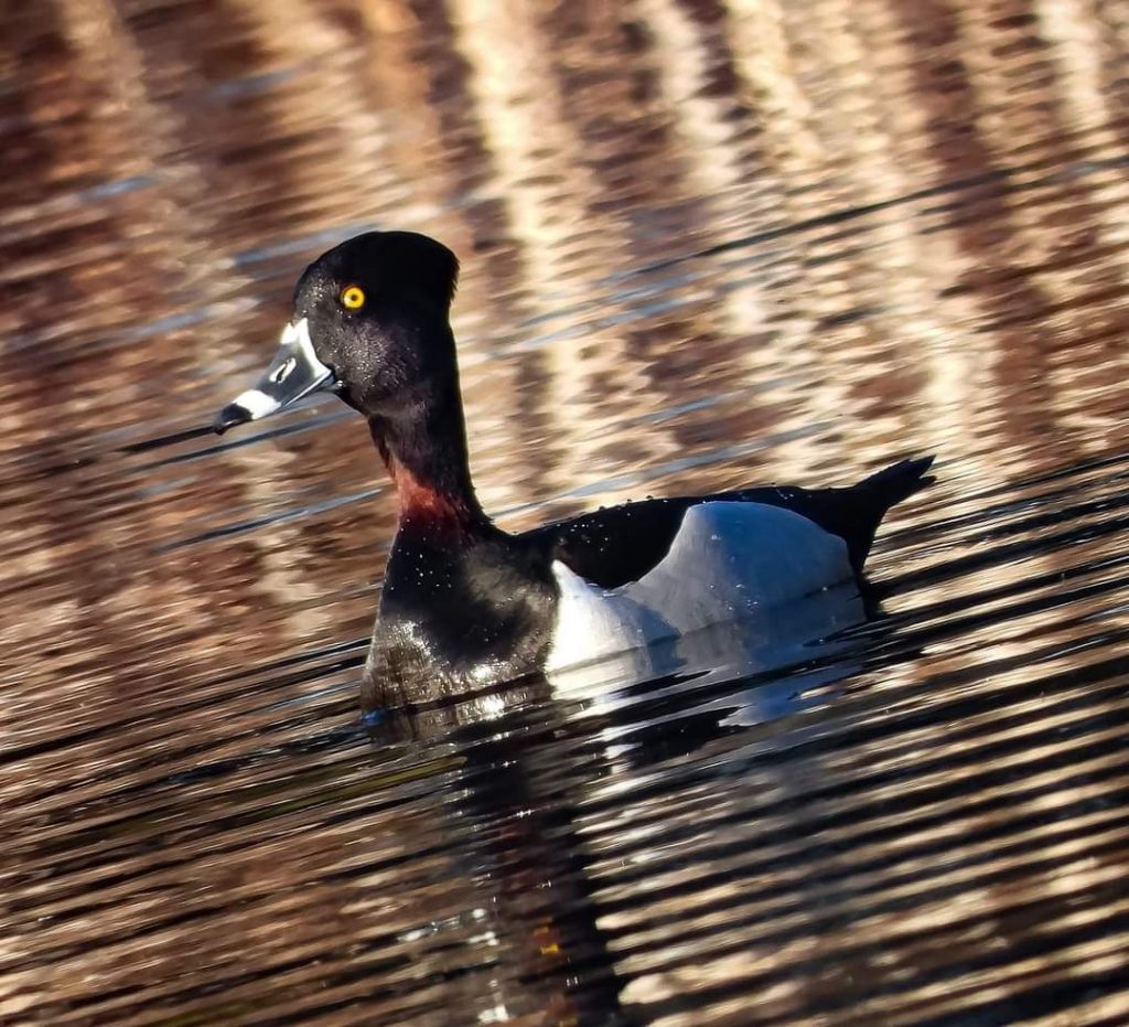Photo of a ring-necked duck in the water