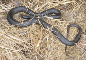 Snakes to Watch Out For - DNREC